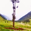 Kumrat Valley meadows