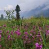 Photography Paradise Discover the Beauty of Kumrat Valley