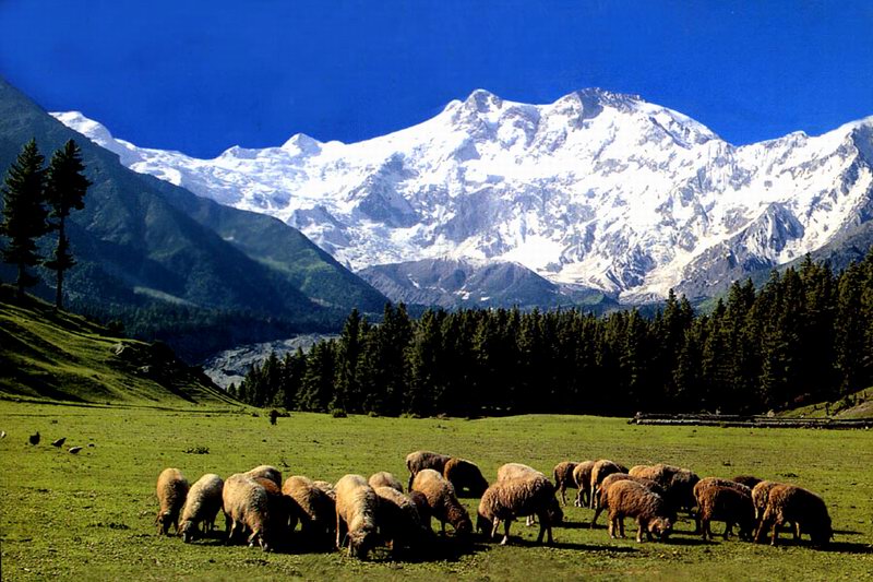 Fairy Meadows